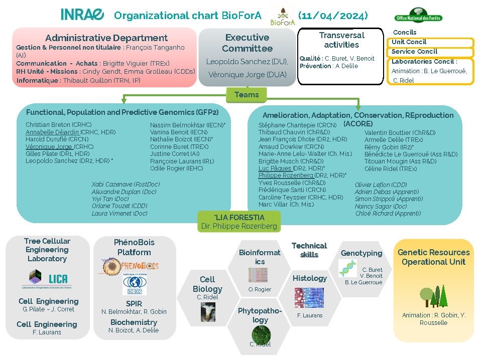 2024-04-11-Organization-chart-BioForA