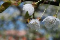 Bee-on-a-wild-cherry-tree